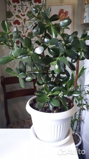 Крассула толстянка