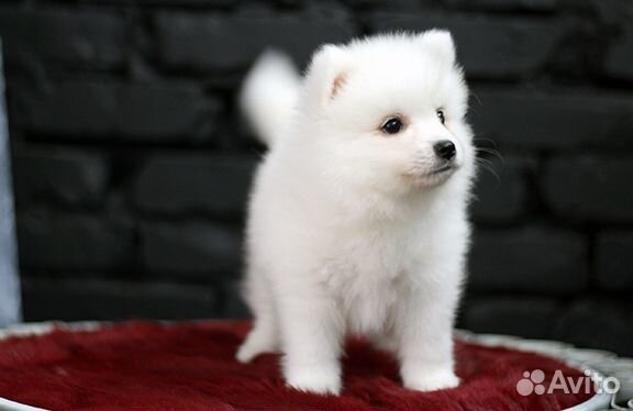 Обаятельные щенки Японского шпица