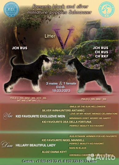 Цвергшнауцер щенки