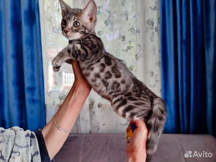 Бенгальские котята редких окрасов
