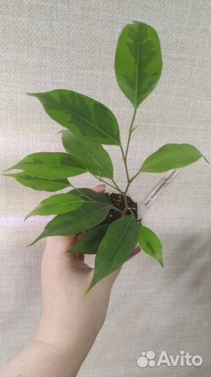 Фикус Бенджамина Регидан