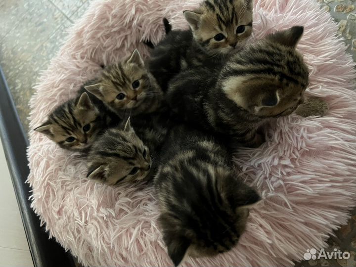 Шотландские котята