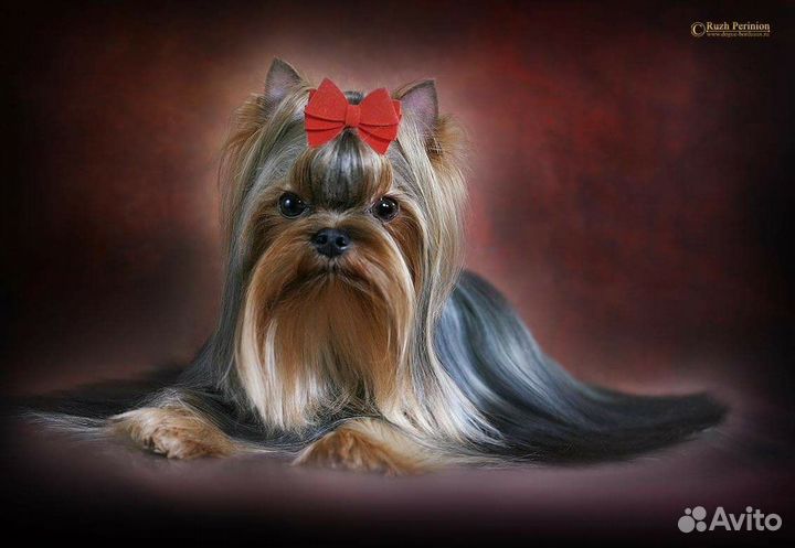 Йоркширский терьер девочка