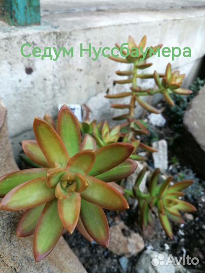 Редкие суккуленты