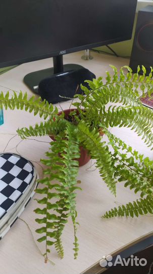 Комнатные растения