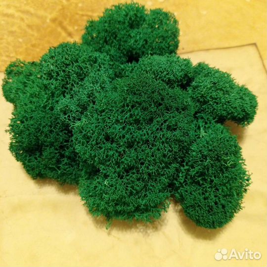 Мох стабилизированный