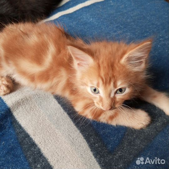 Кошки в добрые руки