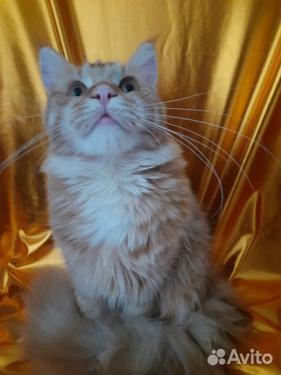 Котята Мейн-кун рыжие