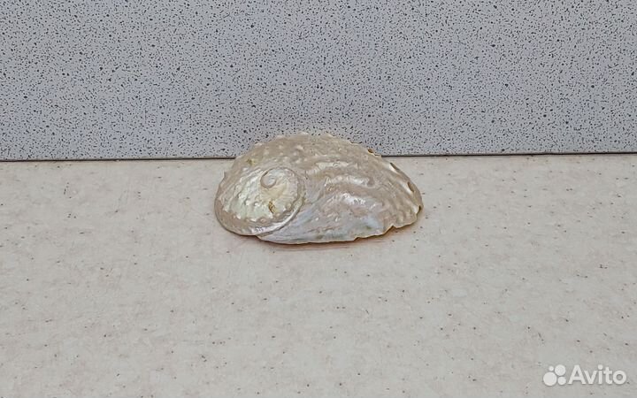 Халиотис 5,3 морская ракушка раковина