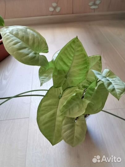 Сингониумы