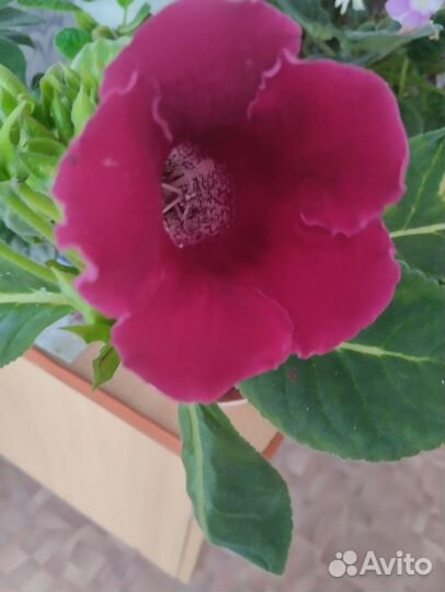 Комнатные цветы