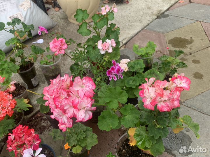 Пеларгонии коллекционные