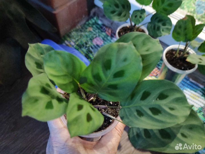 Маранта домашняя, не Голландия, укорененная