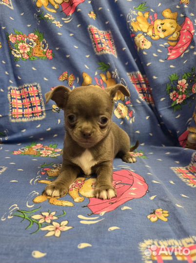 Щенки чихуахуа мальчики мега классные детки