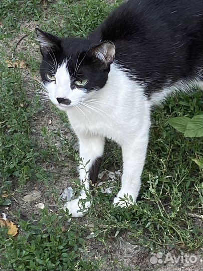 Отдаём в добрые руки бесплатно