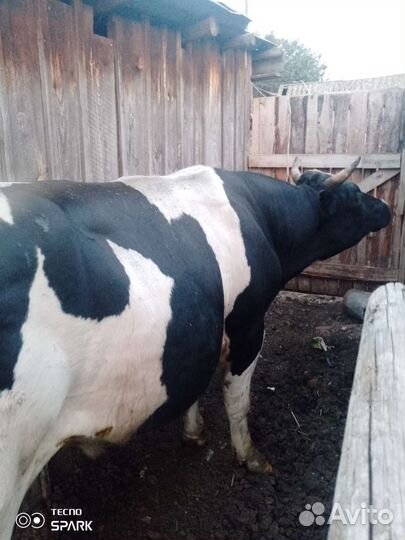 Быки на мясо, корова