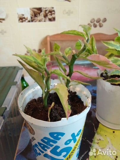 Педилантус