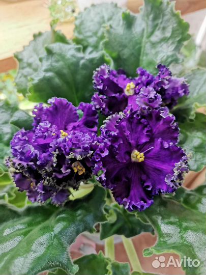 Фиалки сортовые