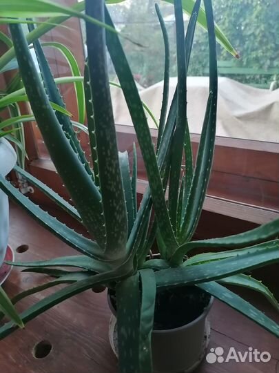Алоэ вера растение