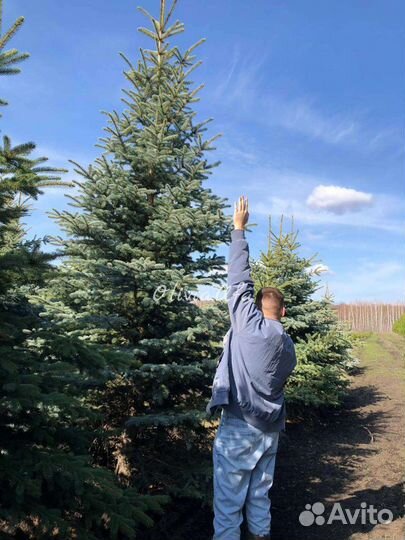 Голубая ель