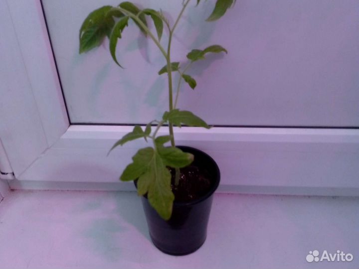 Рассада помидор