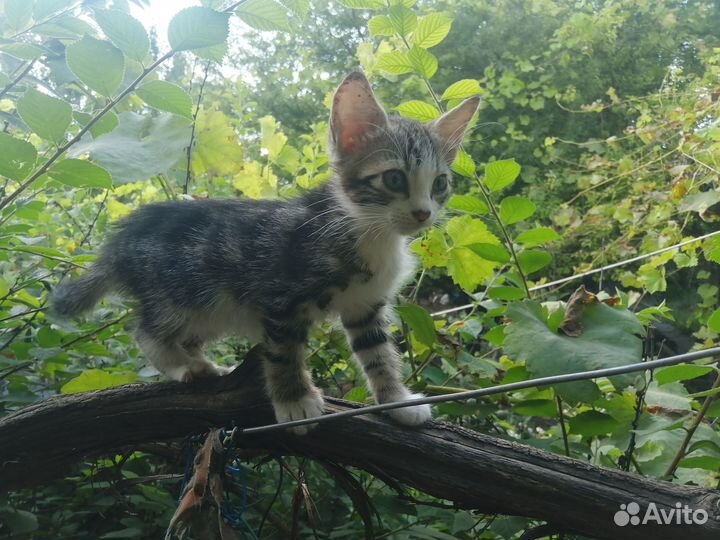 Коты в добрые руки с доставкой