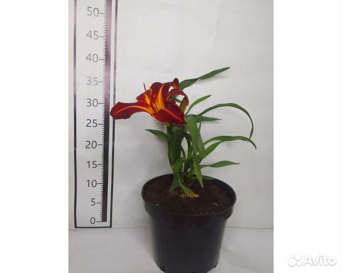 Лилейник Anzac