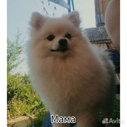 Померанский шпиц мини девочка, мальчик