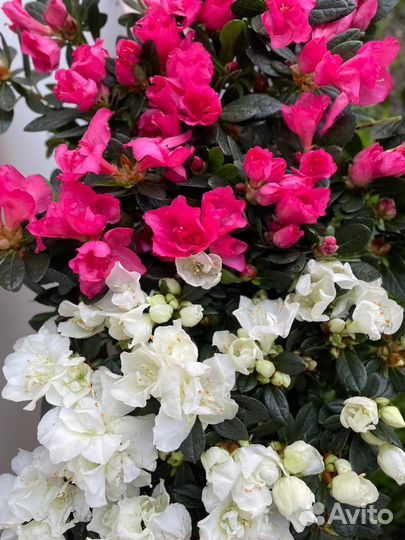 Гортензии, азалии, каланхоэ, бегонии