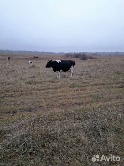 Продаем скот