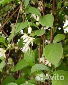 Лимонник китайский