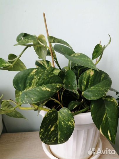 Сциндапсус