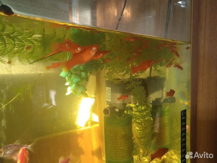 Рыба Миченосцы