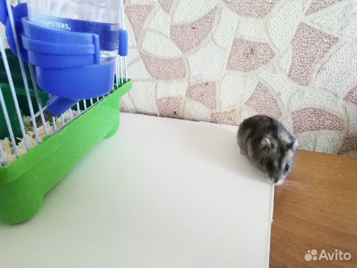 Хомяки джунгарики с клеткой