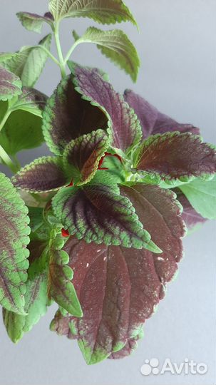 Колеусы вегетативные