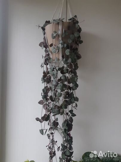 Церопегия вуда