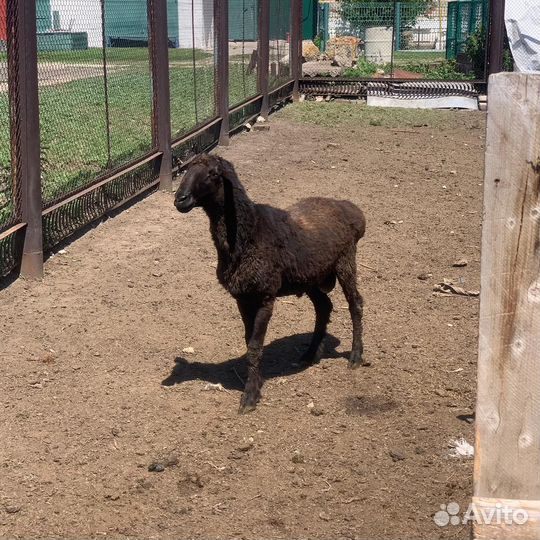 Эдельбаевский баран