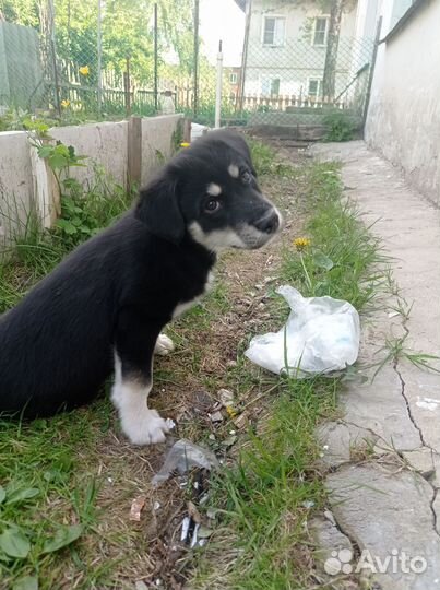 Щенок в добрые руки