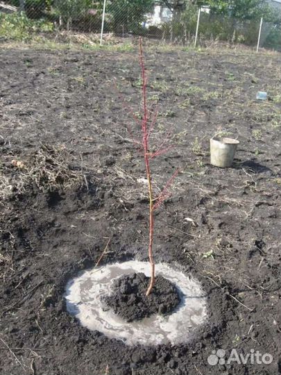 Слива, вишня, клубника и др