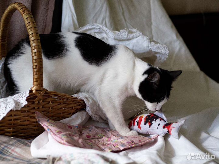 Шкода милая кошечка