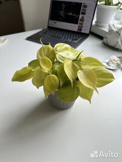 Филодендрон лайм