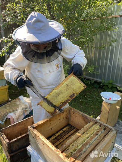 Продажа меда. Пыльцы, прополиса, рамочного меда