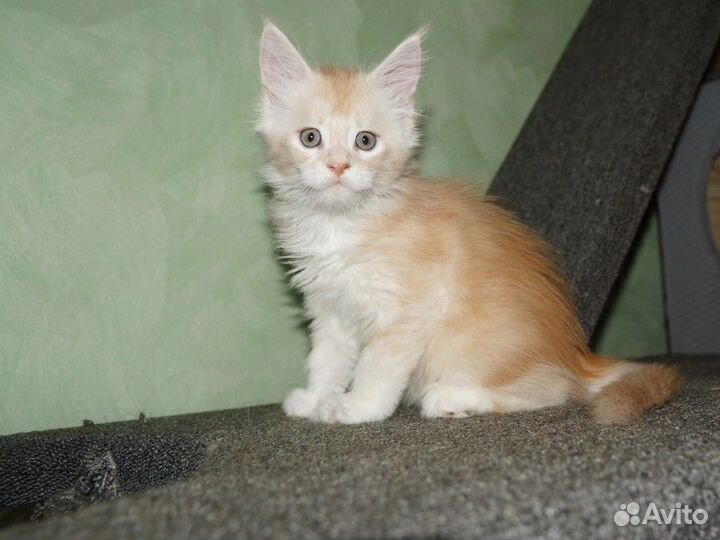 Мейн-кун котята рыжие