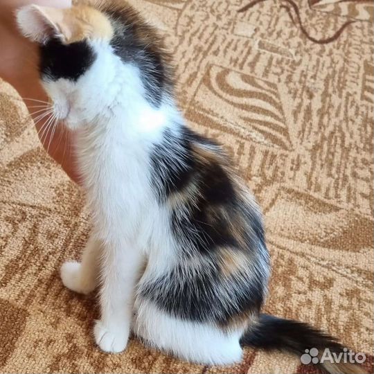 Трехцветная кошечка