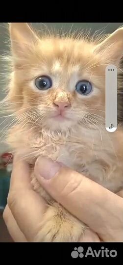 Отдам в добрые руки котенка Тошку