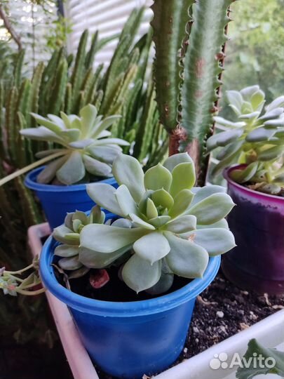 Комнатные растения цветы эхеверия