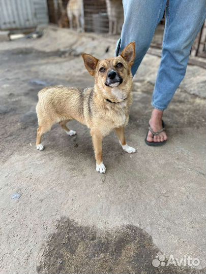 Маленькая собака в добрые руки