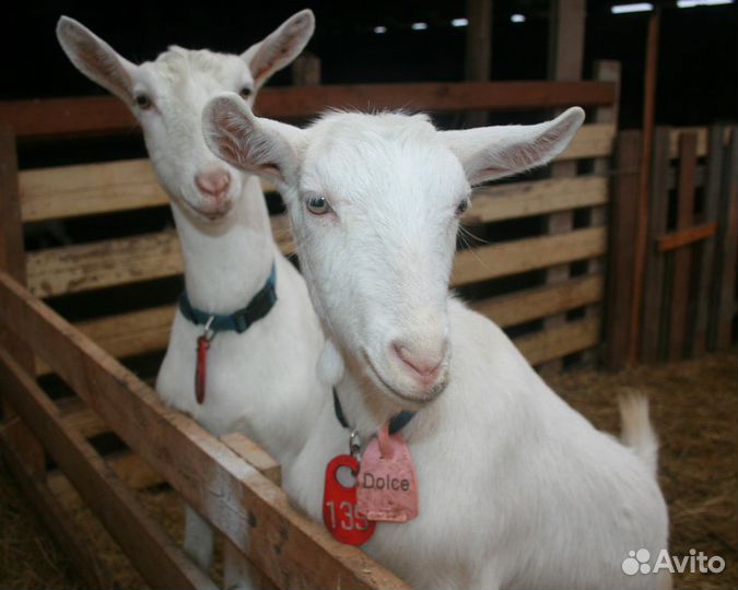 Зааненская козочка 4 мес