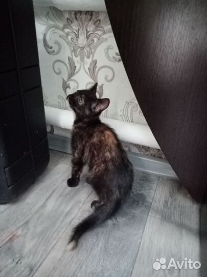 Кошечка ищет новый дом