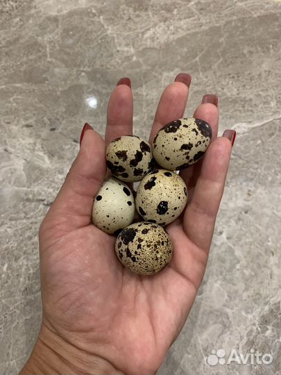 Яйца перепелиные инкубационное